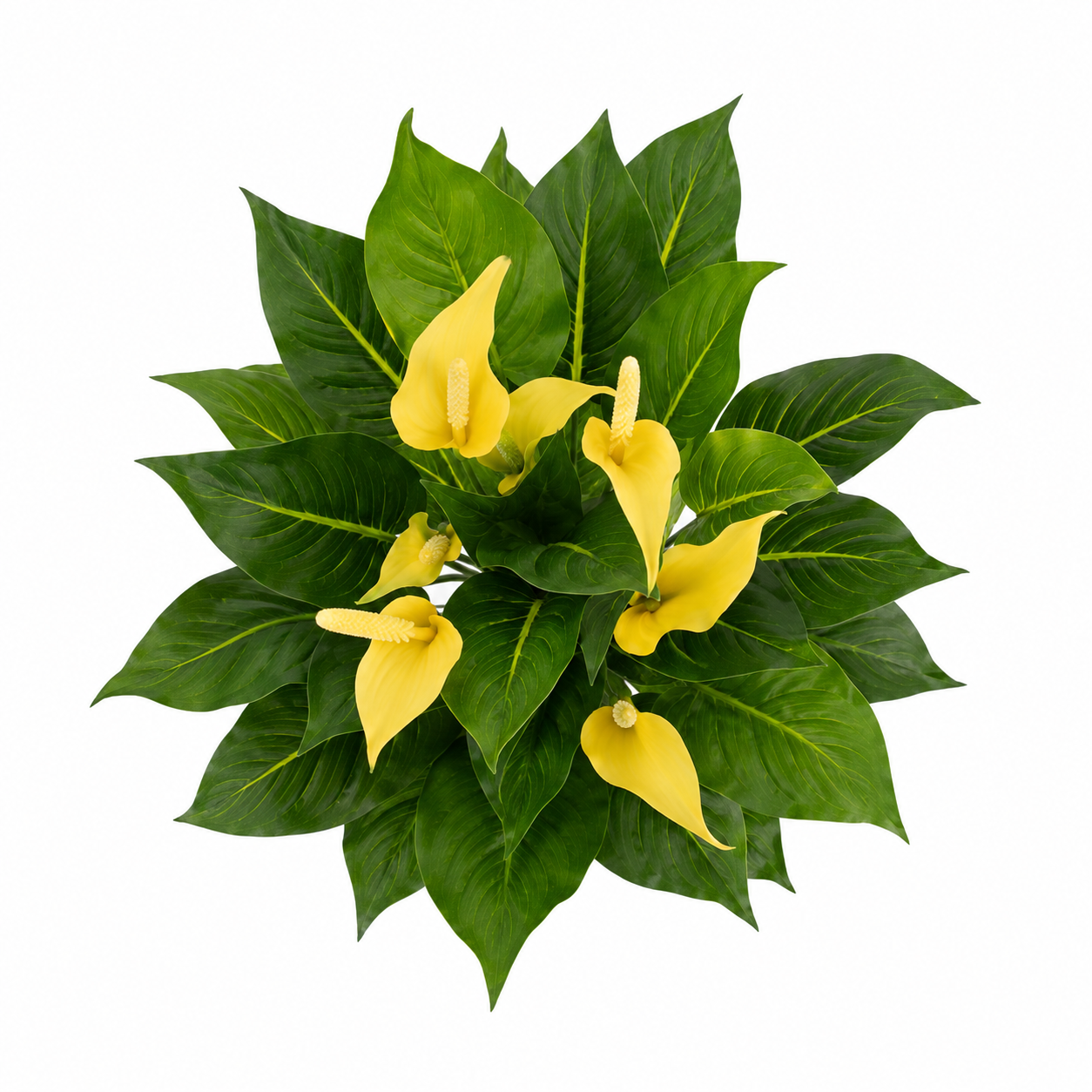 Artificial Yellow Calla Lily Potted Plant in White Plastic Pot