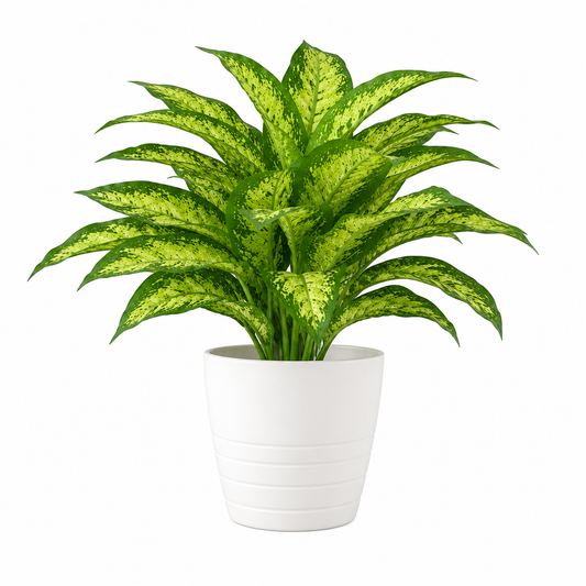 Artificial Dieffenbachia Potted Plant in White Plastic Pot